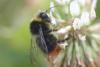 Bombus lapidarius
